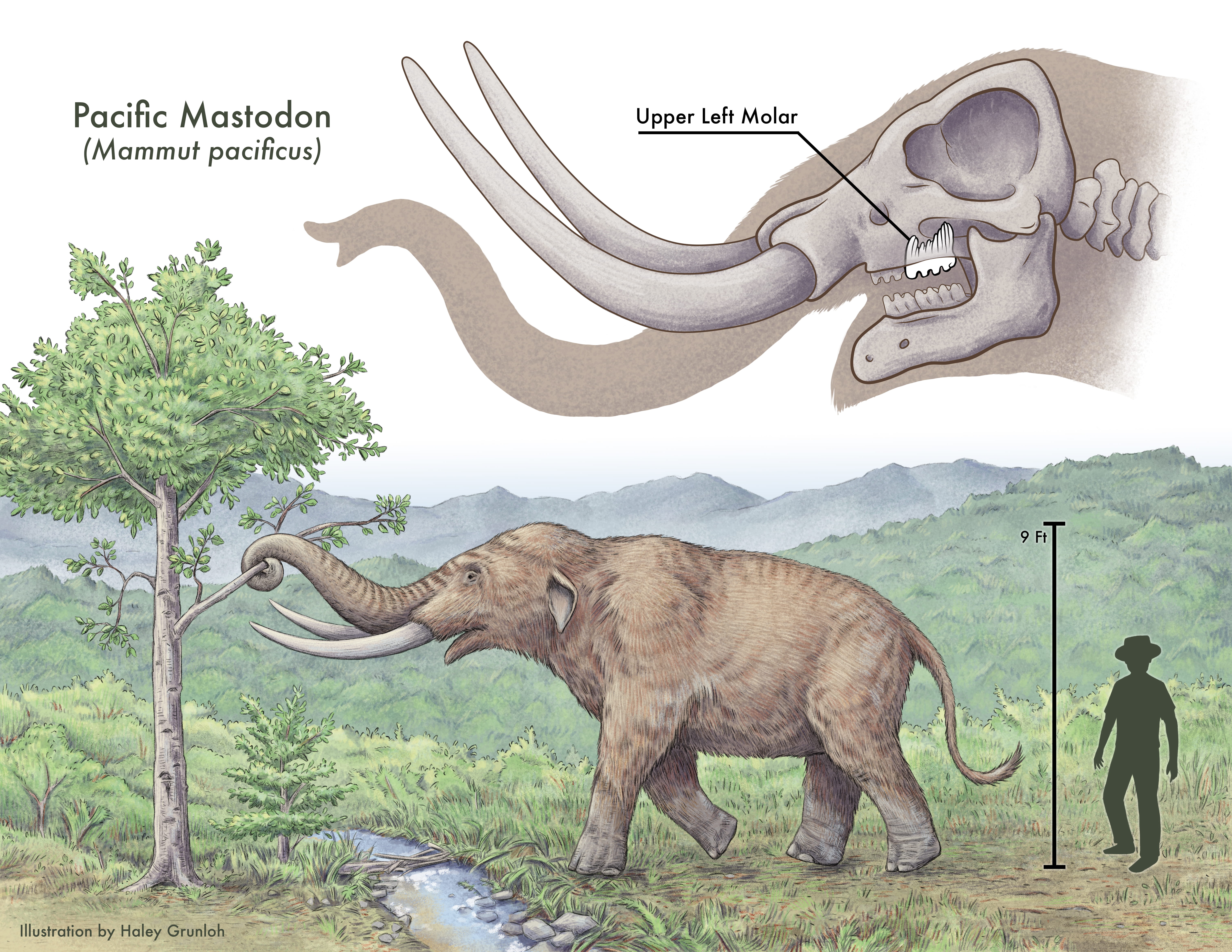  Rendering of a Pacific mastodon showing them in comparison to a human and where the tooth would have been inside the skull.